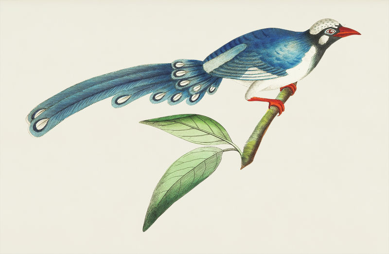 博物学家的中国布谷鸟或长尾蓝布谷鸟插图；乔治·肖（1751-1813）的《s杂项》（1789-1813）