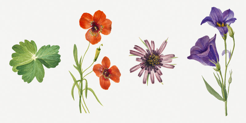 盛开的花朵和复古插图套装由玛丽·沃克斯·沃尔科特的艺术作品混合而成