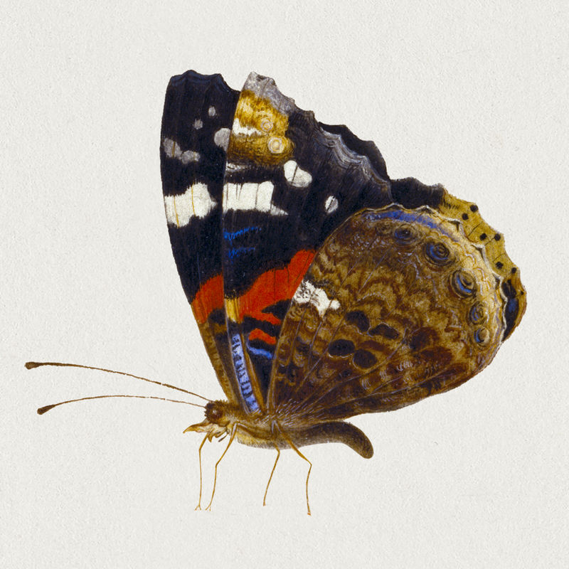 复古蛾子插图由扬·范·凯塞尔的艺术品混合而成