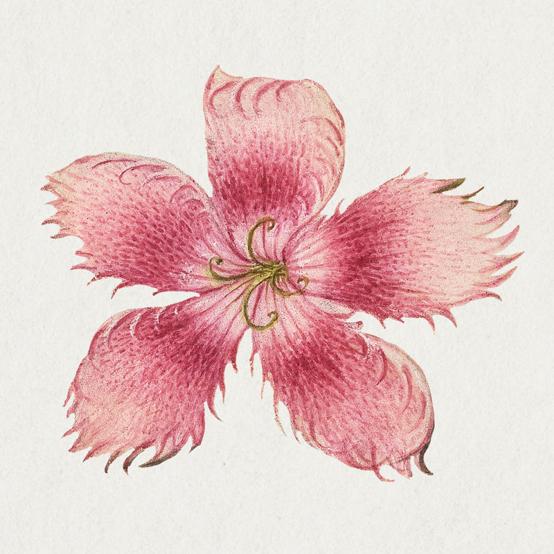 粉色石竹花植物插图