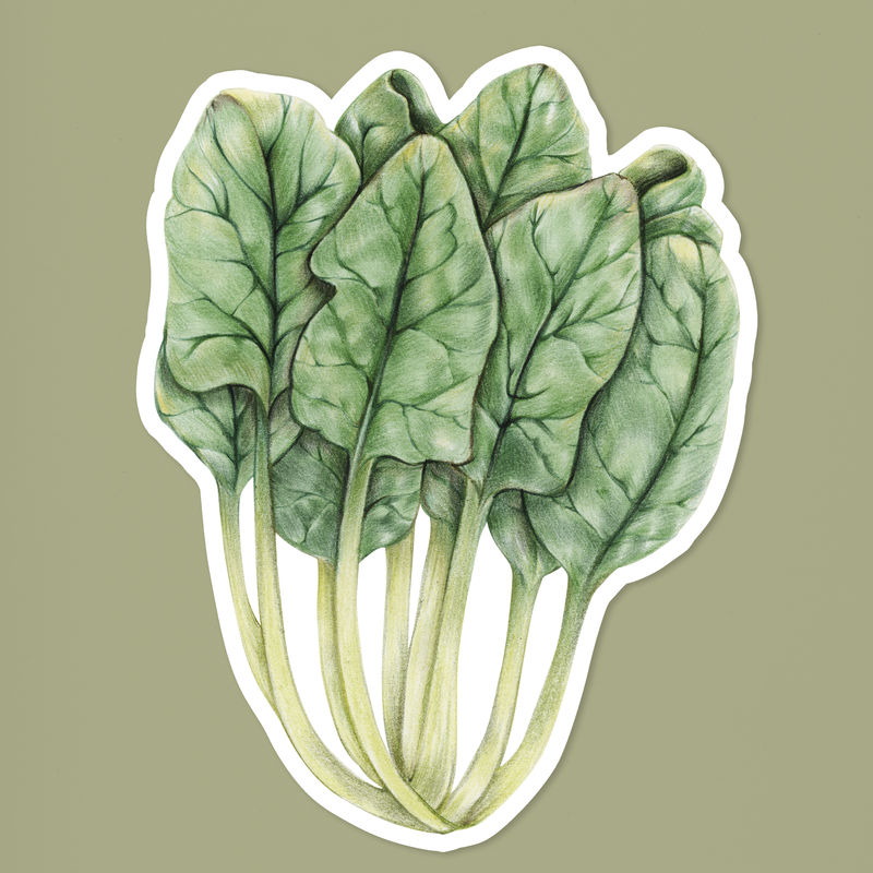有机绿瑞士甜菜psd蔬菜图纸插图