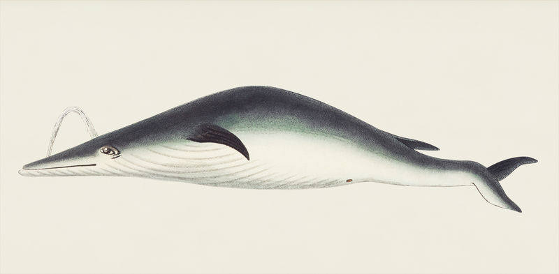 博物学家&#x27的下颌下或圆唇鲸插图；乔治·肖（1751-1813）的《s杂项》（1789-1813）
