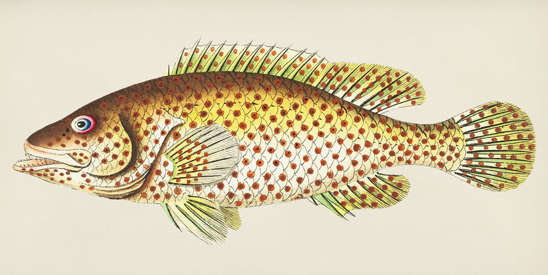 红色斑点鲈鱼或黄白色鲈鱼的复古插图