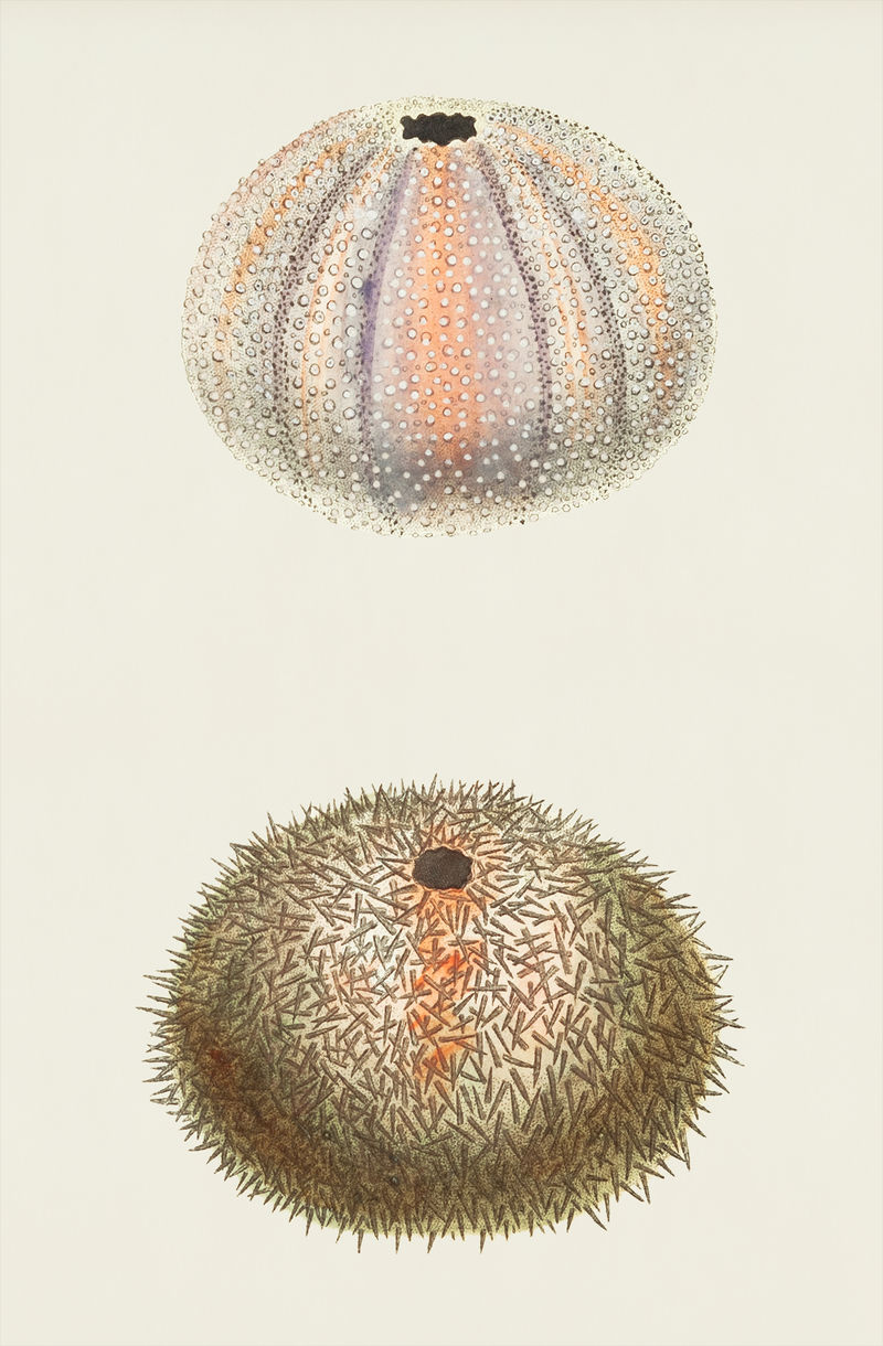 来自博物学家&#x27的切痂海胆或海胆插图；乔治·肖（1751-1813）的《s杂项》（1789-1813）