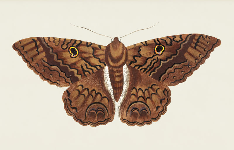 博物学家的黑貂蛾插图&#x27；乔治·肖（1751-1813）的《s杂项》（1789-1813）