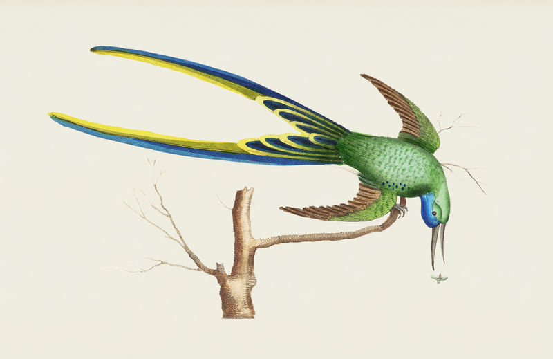 叉尾蜂鸟的复古插图
