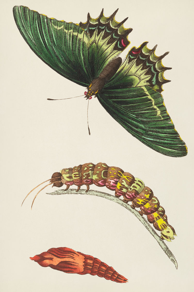 《自然学家》&#x27中的安德罗吉斯燕尾女王佩奇或女王燕尾生命阶段插图；乔治·肖（1751-1813）的《s杂项》（1789-1813）