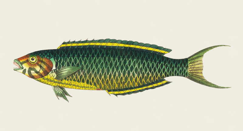 来自博物学家的绿黄色鱼类插图&#x27；乔治·肖（1751-1813）的《s杂项》（1789-1813）