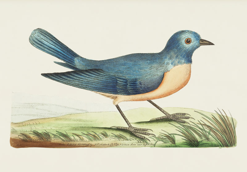 来自博物学家的蓝色红胸插图&#x27；乔治·肖（1751-1813）的《s杂项》（1789-1813）