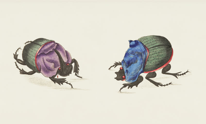 来自博物学家的青色甲虫插图&#x27；乔治·肖（1751-1813）的《s杂项》（1789-1813）