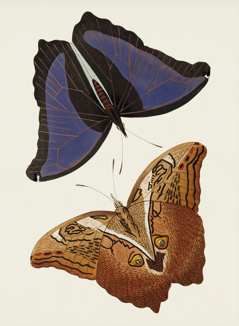Automedon巨型猫头鹰蝴蝶的复古插图