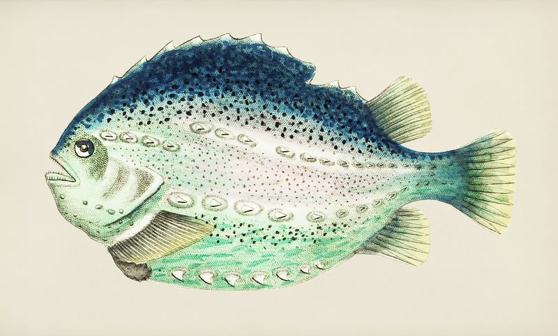银色海绿色团块鱼的复古插图