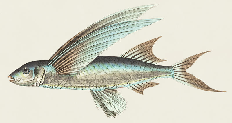 博物学家的中鳍飞鱼插图&#x27；乔治·肖（1751-1813）的《s杂项》（1789-1813）