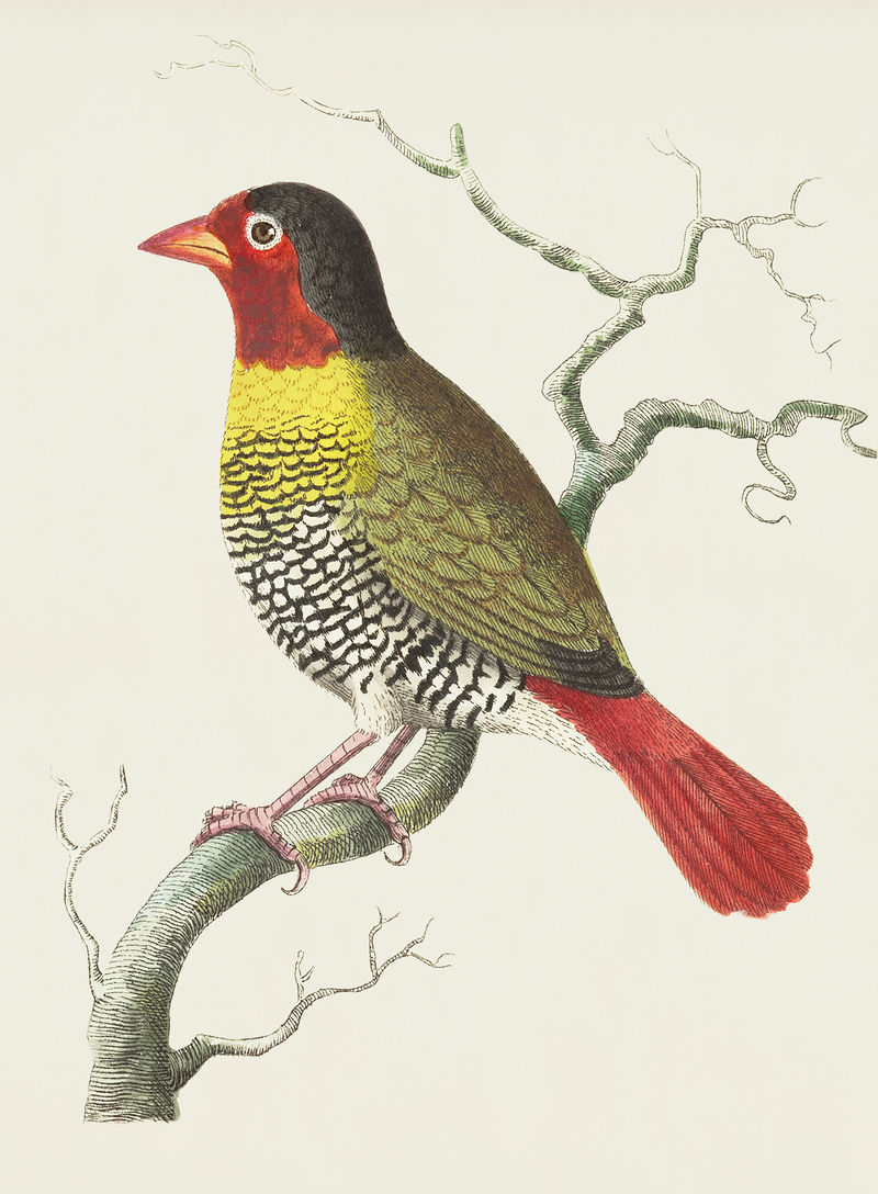 来自博物学家的斑叶雀鸟或优雅雀鸟插图&#x27；乔治·肖（1751-1813）的《s杂项》（1789-1813）