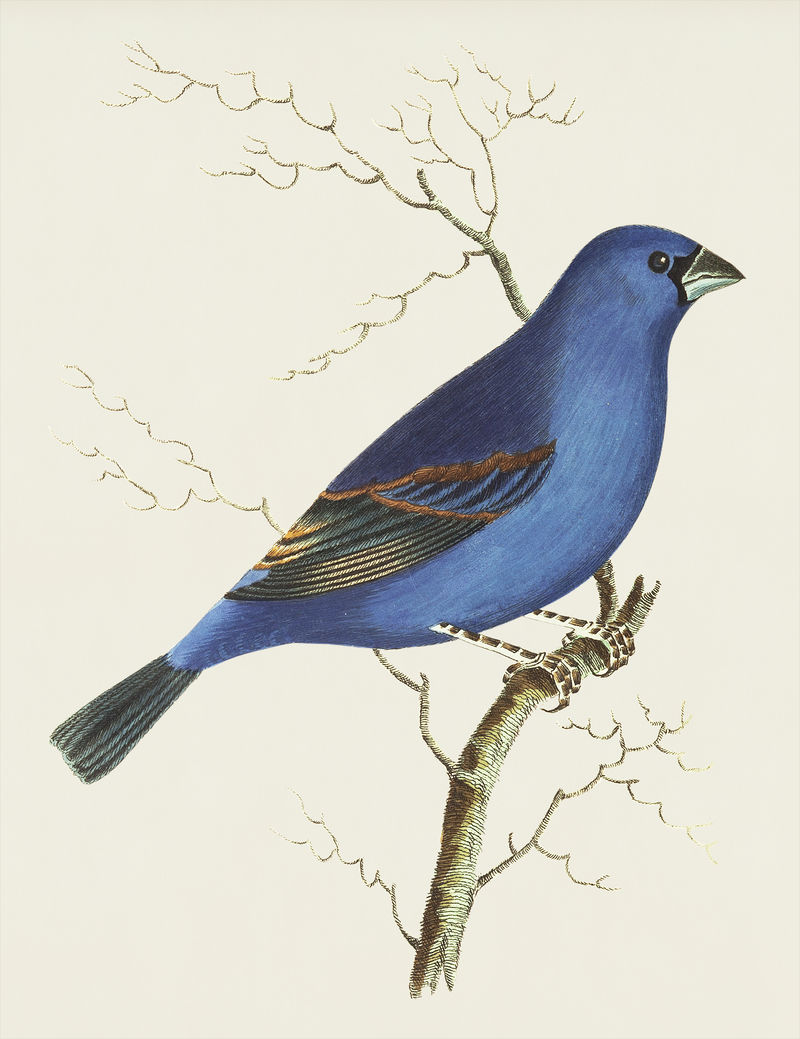 来自博物学家的蓝色格罗斯贝克或深蓝色格罗斯贝克插图&#x27；乔治·肖（1751-1813）的《s杂项》（1789-1813）