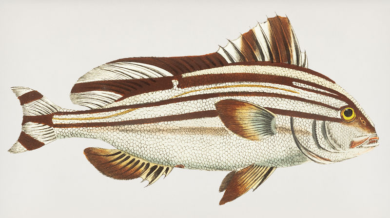 条纹安提亚或条纹鲈鱼的复古插图