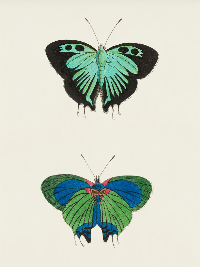 来自博物学家的Atys或黑色双尾蝴蝶插图&#x27；乔治·肖（1751-1813）的《s杂项》（1789-1813）