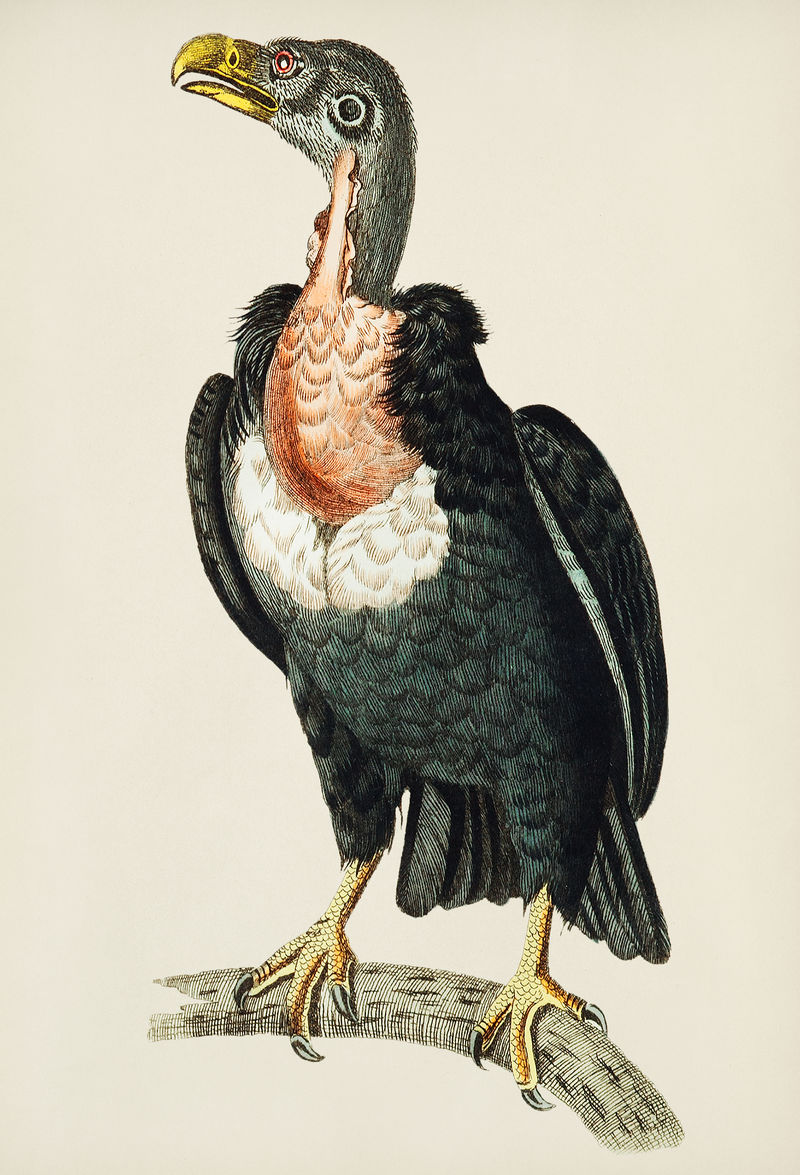 庞地切利秃鹫或黑秃鹫的复古插图