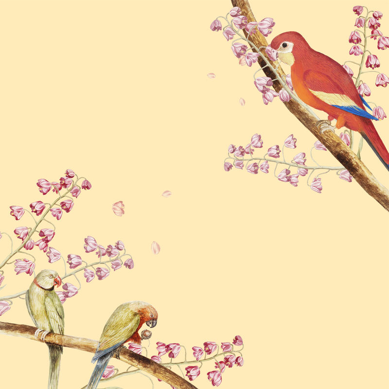复古鹦鹉和自然概念边界插图