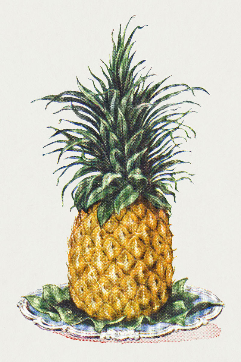 复古手绘菠萝插画