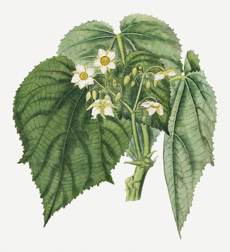复古白花psd植物插图混搭自约翰·柯蒂斯的艺术作品