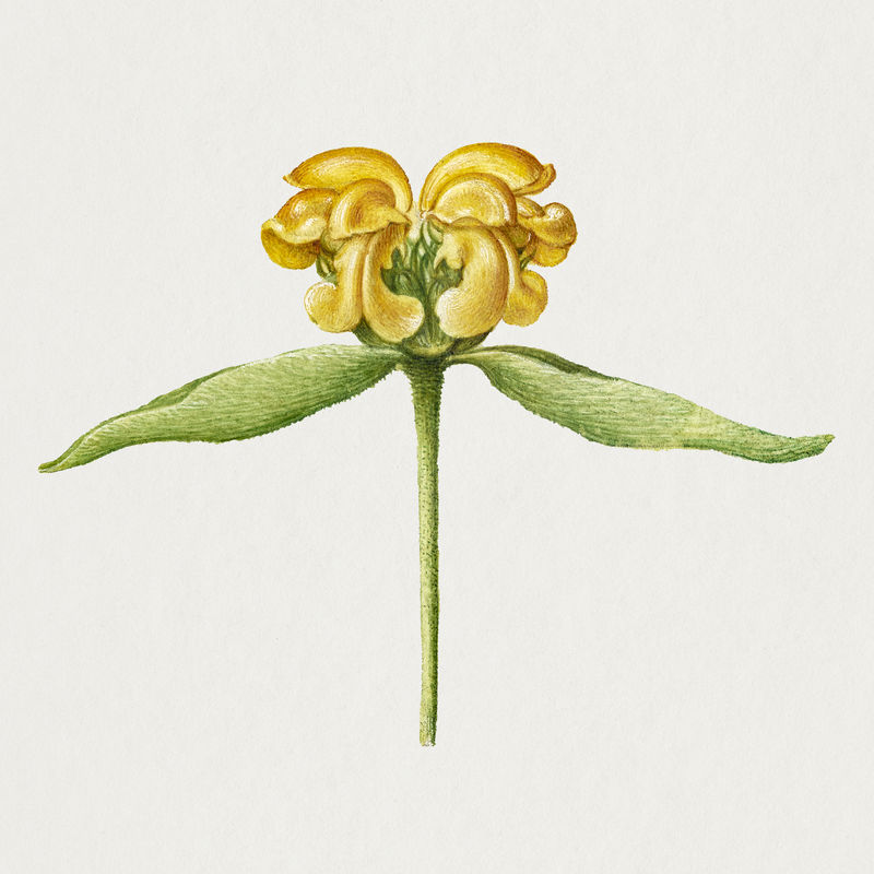 黄耶路撒冷鼠尾草花卉植物插图