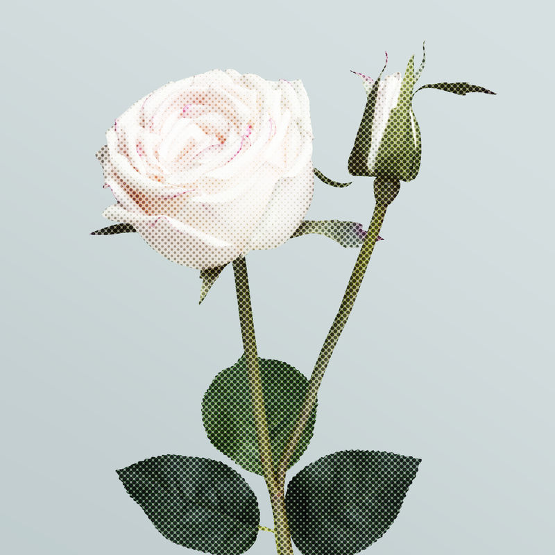 盛开的白玫瑰花半色调风格