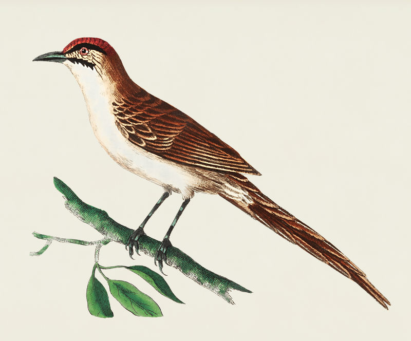 来自博物学家的双条纹柳莺插图&#x27；乔治·肖（1751-1813）的《s杂项》（1789-1813）