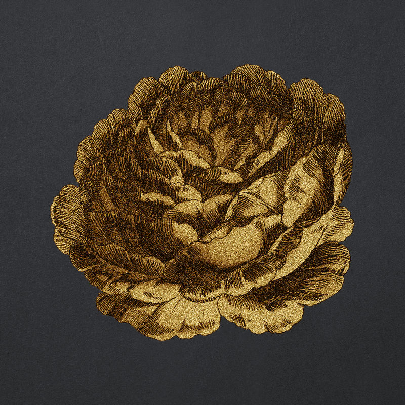 复古金色卷心菜普罗旺斯玫瑰花设计元素