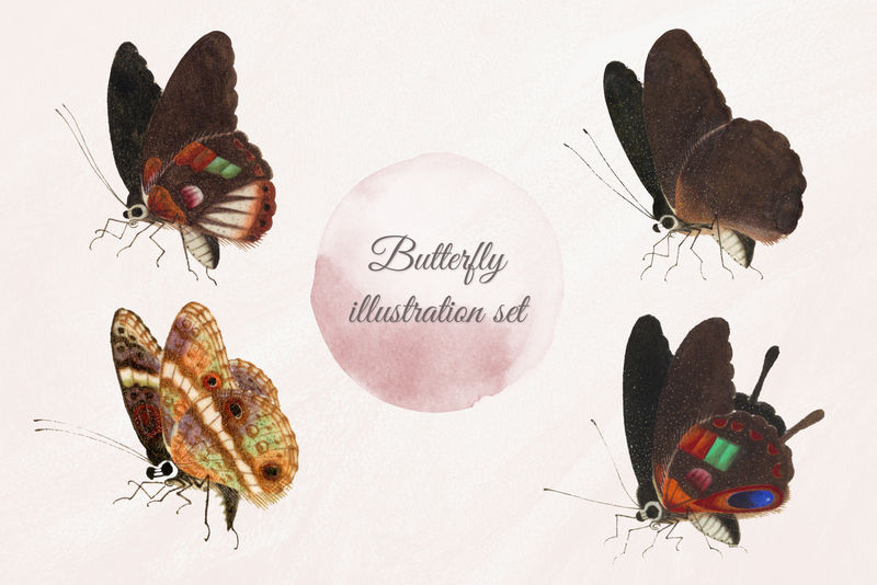 Psd蝴蝶和昆虫复古插图套装