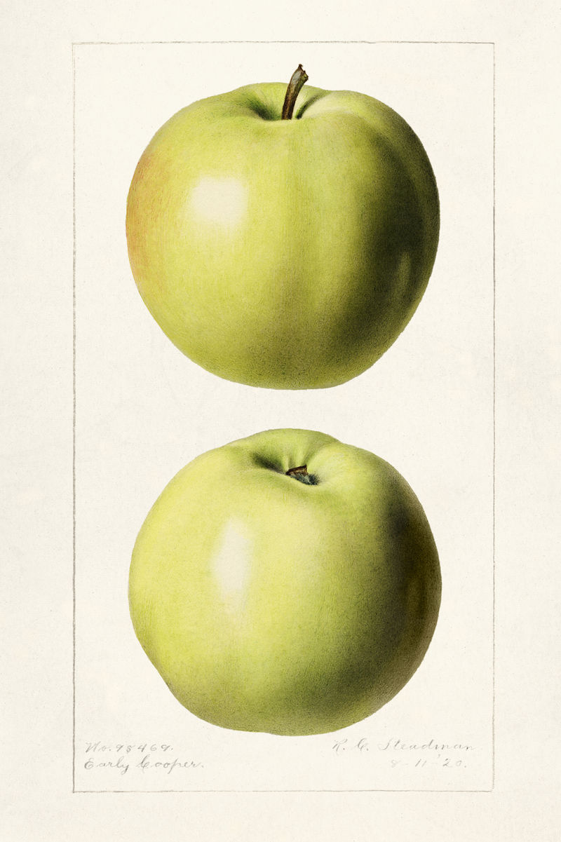 古董青苹果插图模型
