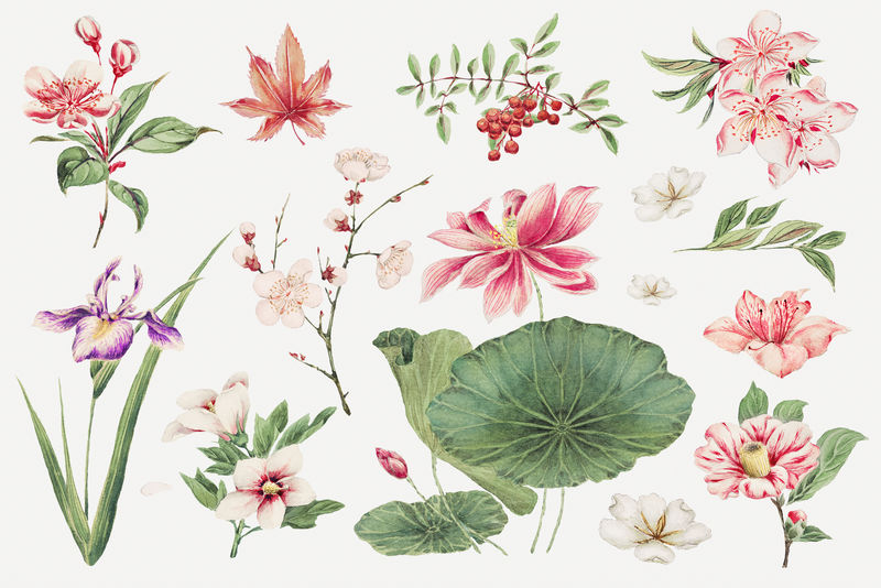 粉色日本植物艺术印刷品由Megata Morikaga的作品混合而成