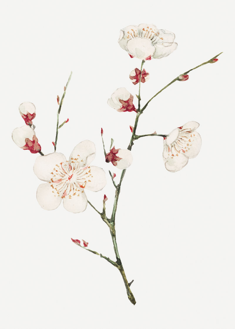 复古日本梅花艺术印花由Megata Morikaga的艺术作品混合而成
