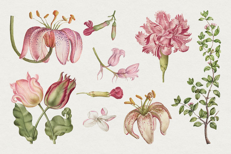 绽放的粉色花朵手绘插花套装由Joris Hoefnagel和Georg Bocskay的书法模型书混合而成
