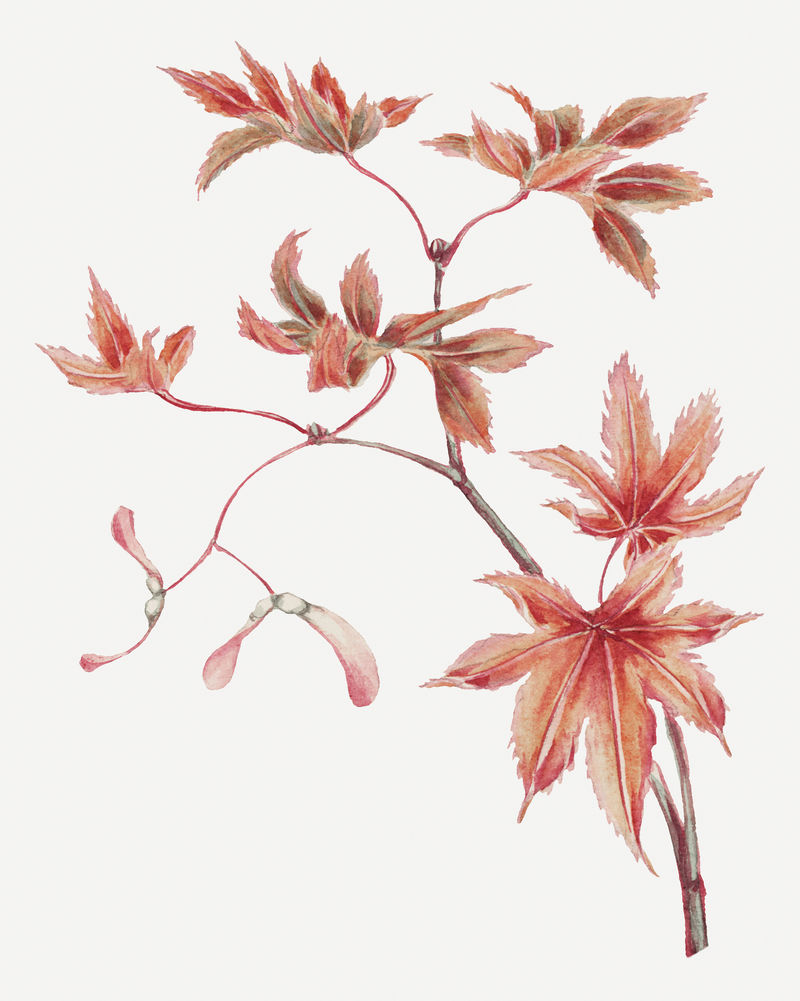 复古日本枫树艺术印花由Megata Morikaga的作品混合而成