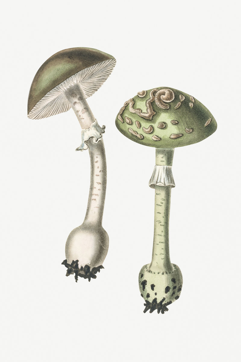植物复古蘑菇菌类插图