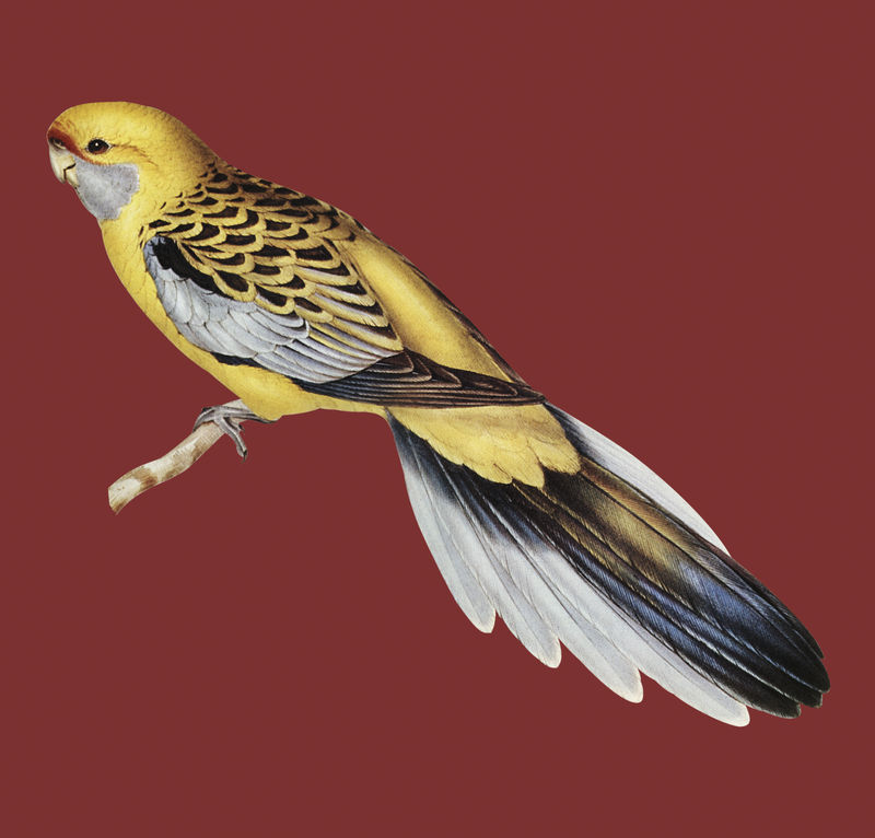 黄腰长尾鹦鹉的复古插图