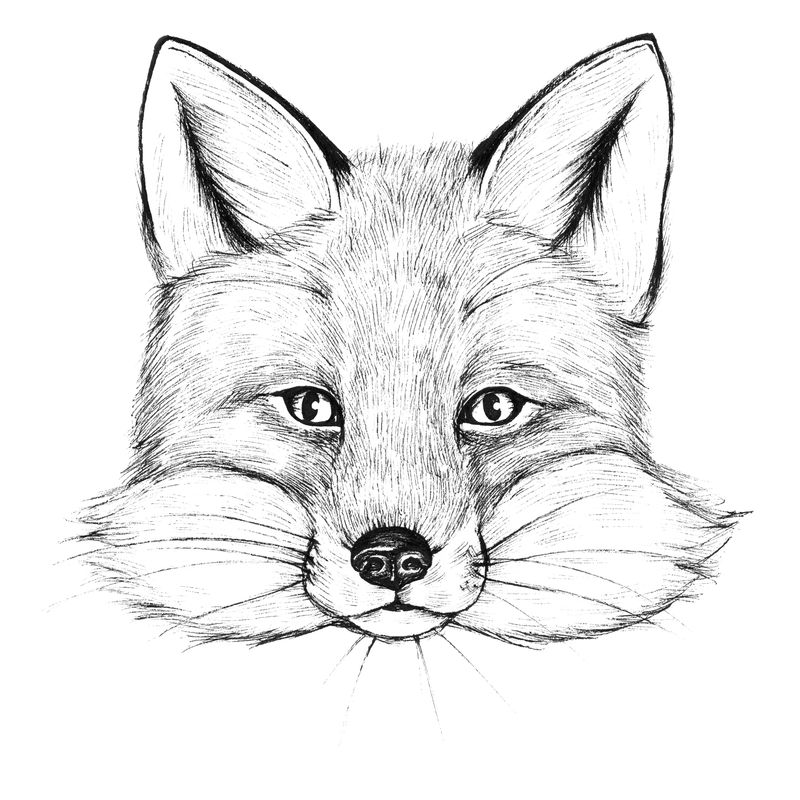 可爱的手绘狐狸