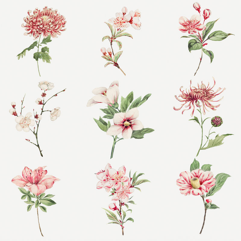 复古日本粉色花朵艺术印花套装由Megata Morikaga的作品混合而成