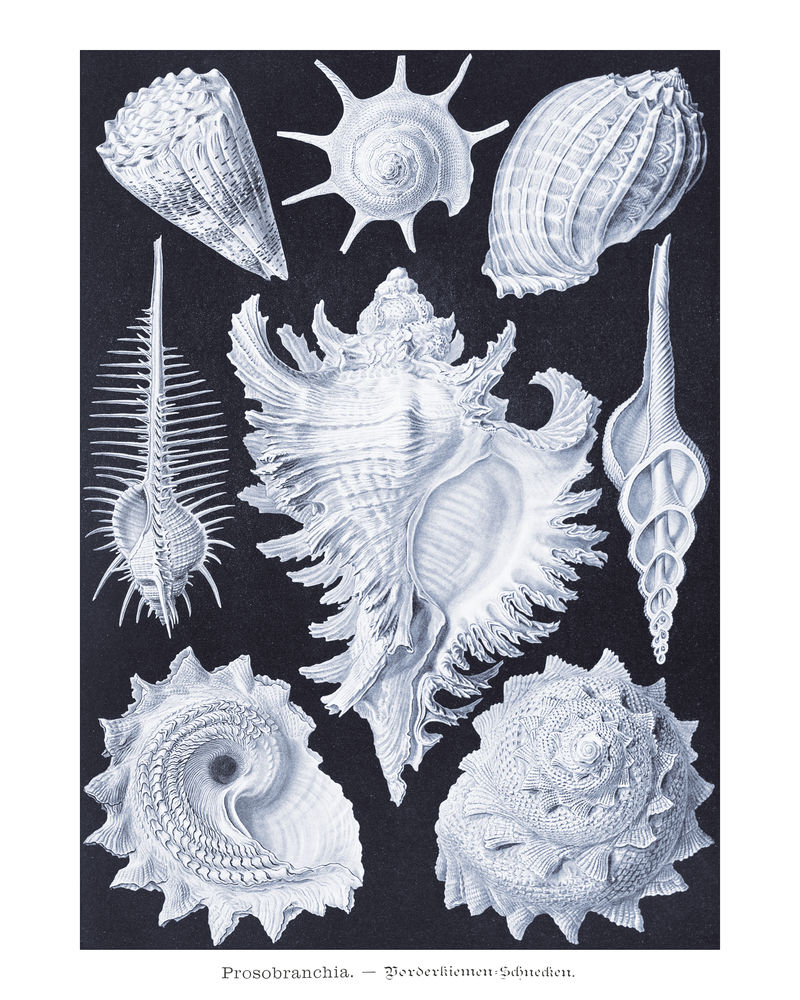 复古水生和陆生蜗牛插图墙壁艺术印刷品和海报