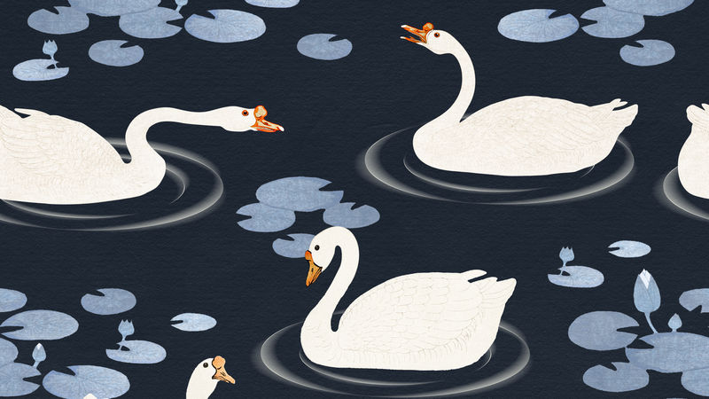 在深蓝色背景插图上的湖中游泳的白鹅