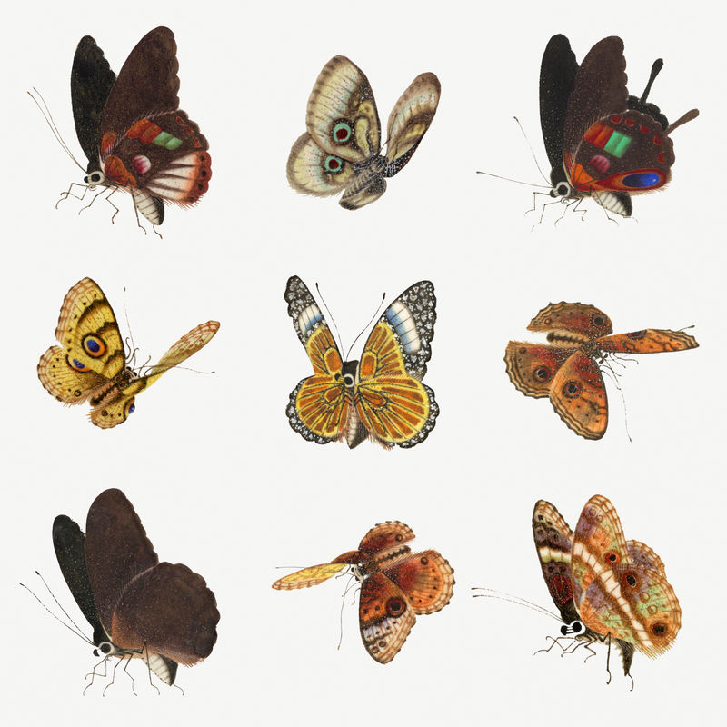 蝴蝶与飞蛾复古绘画系列