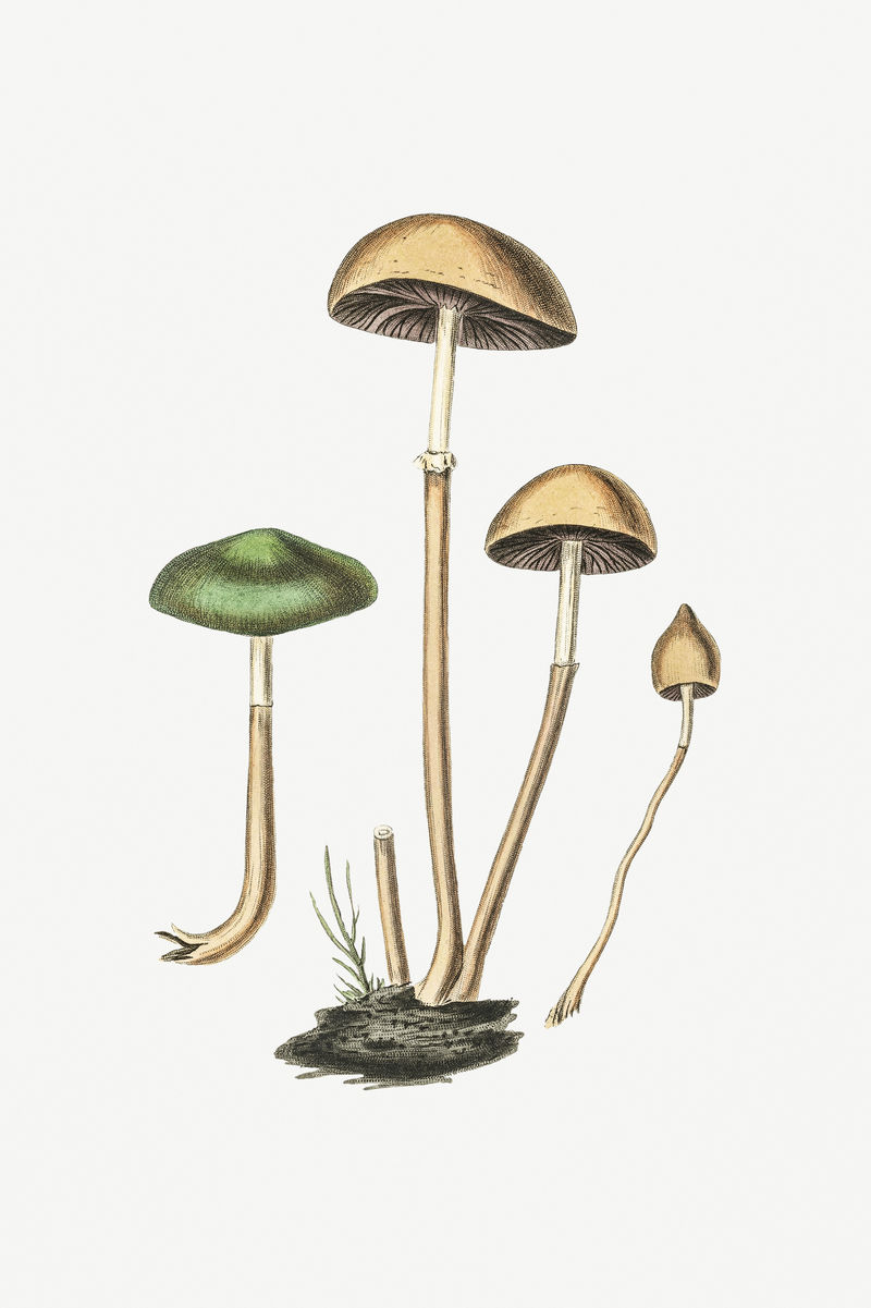 植物蘑菇真菌复古插图