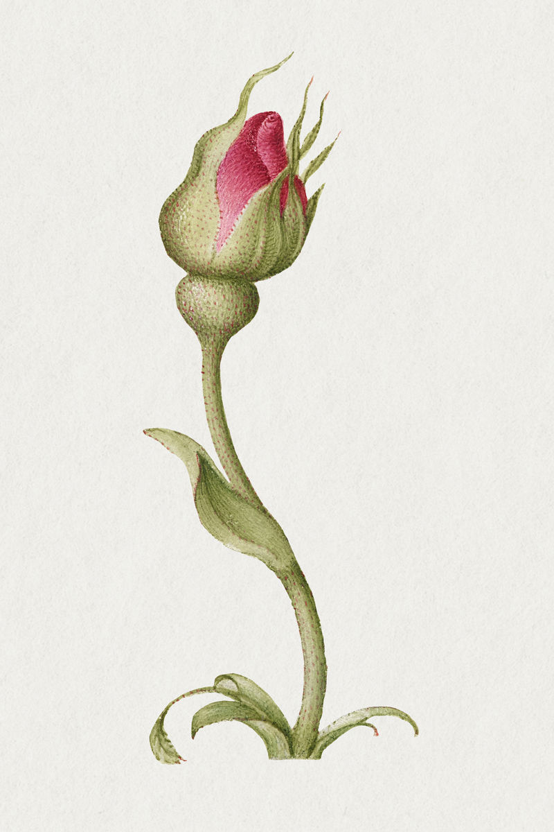 红玫瑰花蕾手绘插图