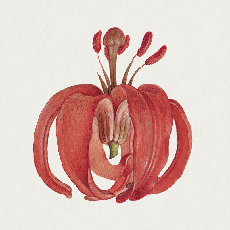 盛开的红色人&#x27；s帽手绘花卉插图