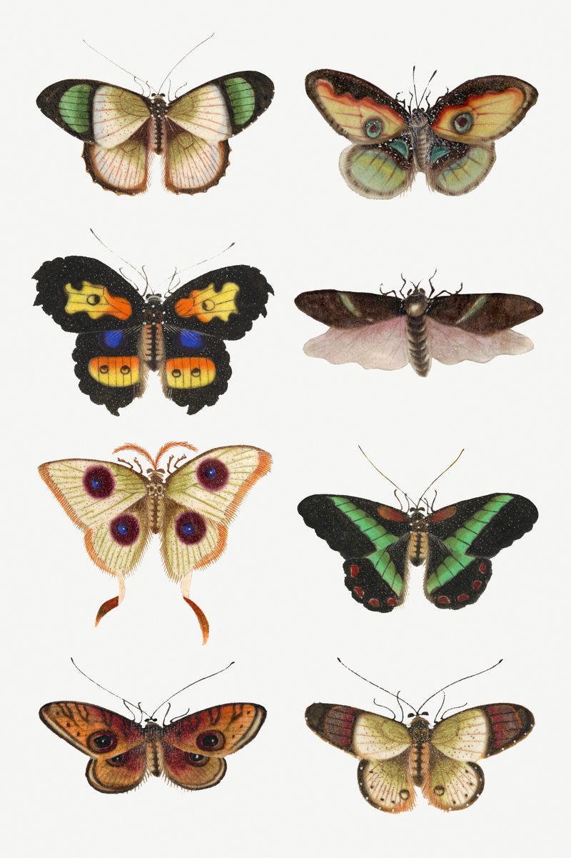 彩色蝴蝶和飞蛾复古绘画系列