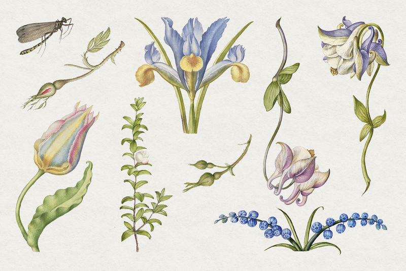 复古花卉插画花卉绘画套装来自书法模型书Joris Hoefnagel和Georg Bocskay的混音