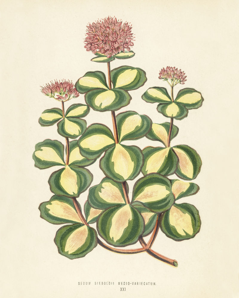 本杰明·福塞特（1808-1893）为雪莉·希伯德（1825-1890）的新的和稀有的美丽的叶子植物雕刻的十月石生作物（景天）