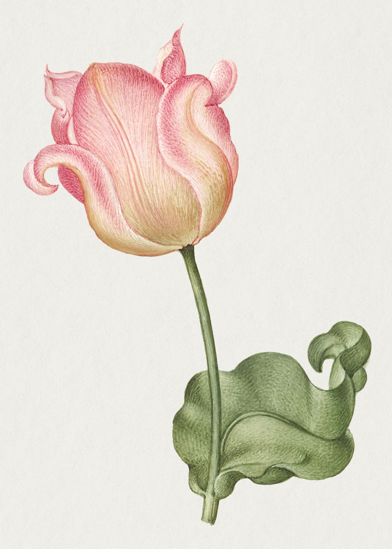 郁金香春花植物复古插图