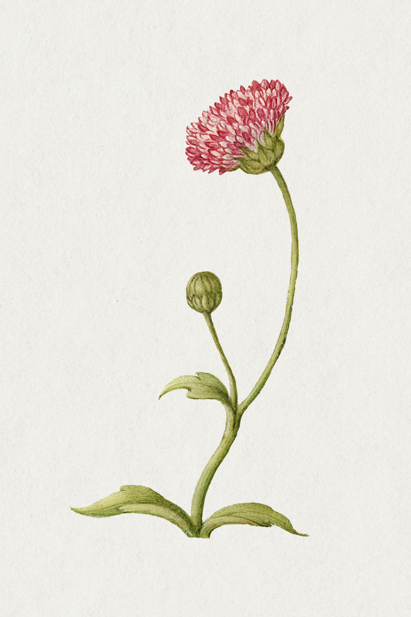 盛开的粉红色英国雏菊花手绘插图
